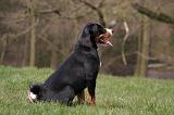 BOUVIER D'APPENZELL 072